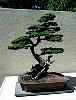 bonsai9.jpg
